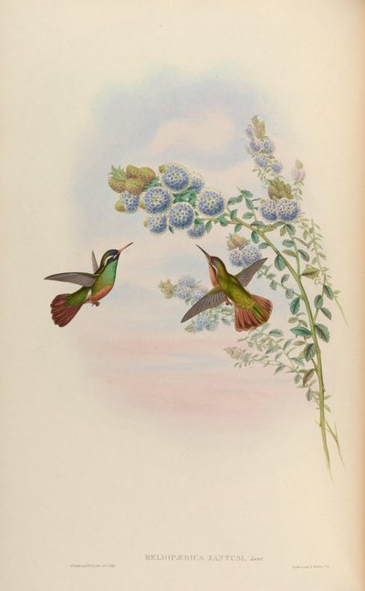 Heliopaedica xantusi = Basilinna xantusii door John Gould